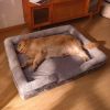 Dog Bed, Bolster Dog Bed with Memory Foam Dog Couch Sofa and Removable Washable Cover